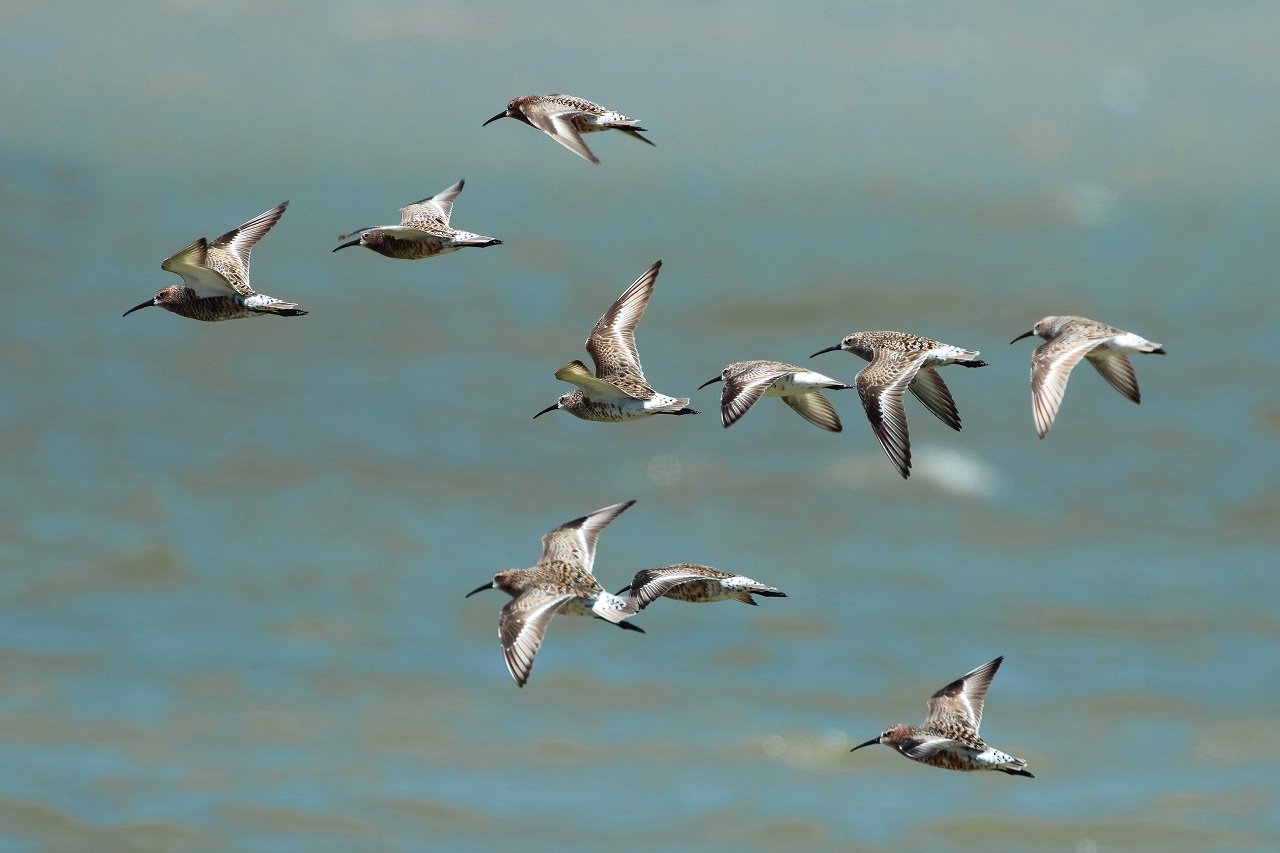 Our migratory bird protection area Pantani Cuba & Longarin - Bild 3